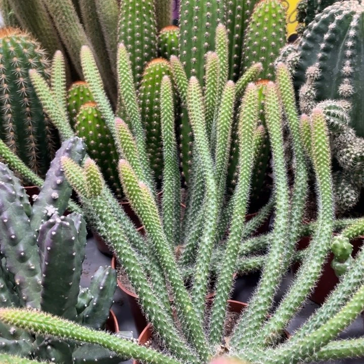 杨****凤两盆鼠尾一物一拍118214