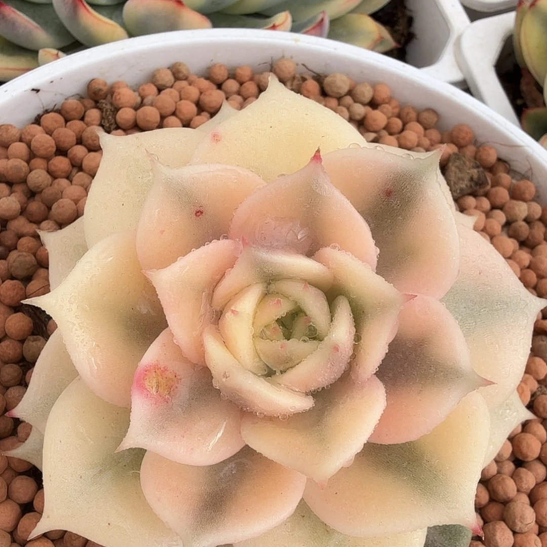 贝加尔湖锦，多肉植物