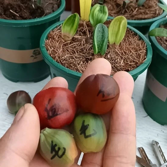 旷***珍无花朵君子兰小苗君子兰小苗君子兰小苗