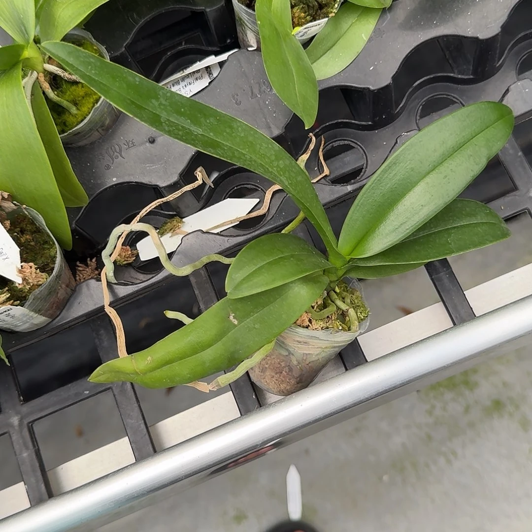 当前无花栽培后可以开花l1685 瑕疵1.7小粉花