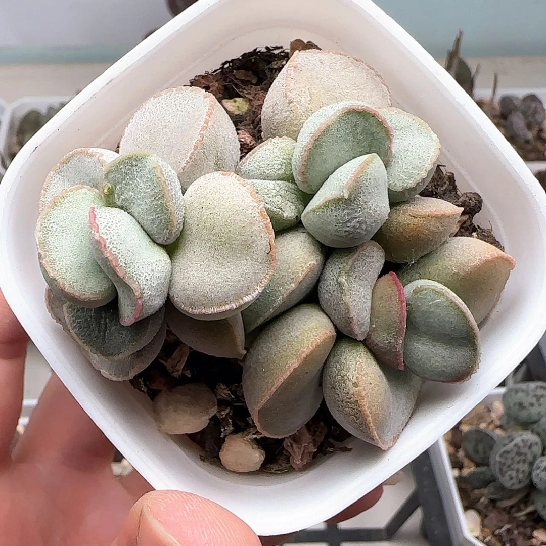 粉雪蛋多肉水泡植物