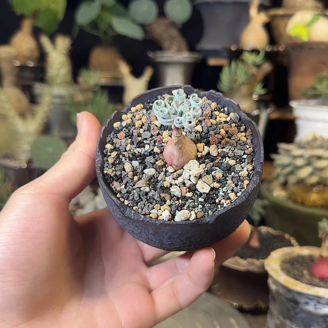 一物一拍老家弹簧草gl 290