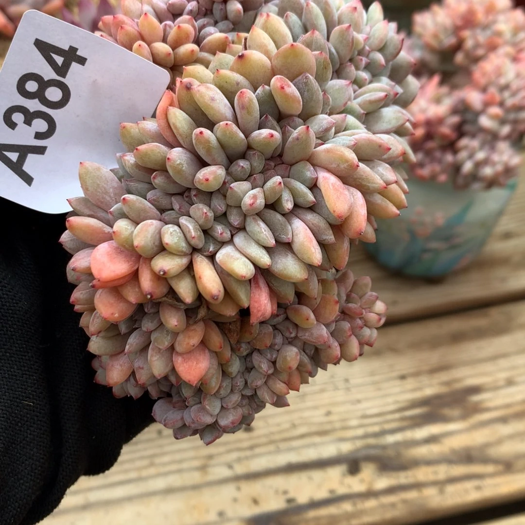 A384售后范围：签收起7天内，录开箱视频