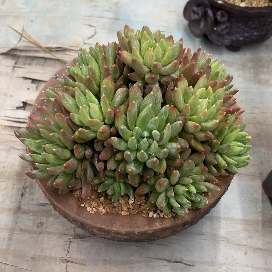 炫彩星38 零零多肉植物