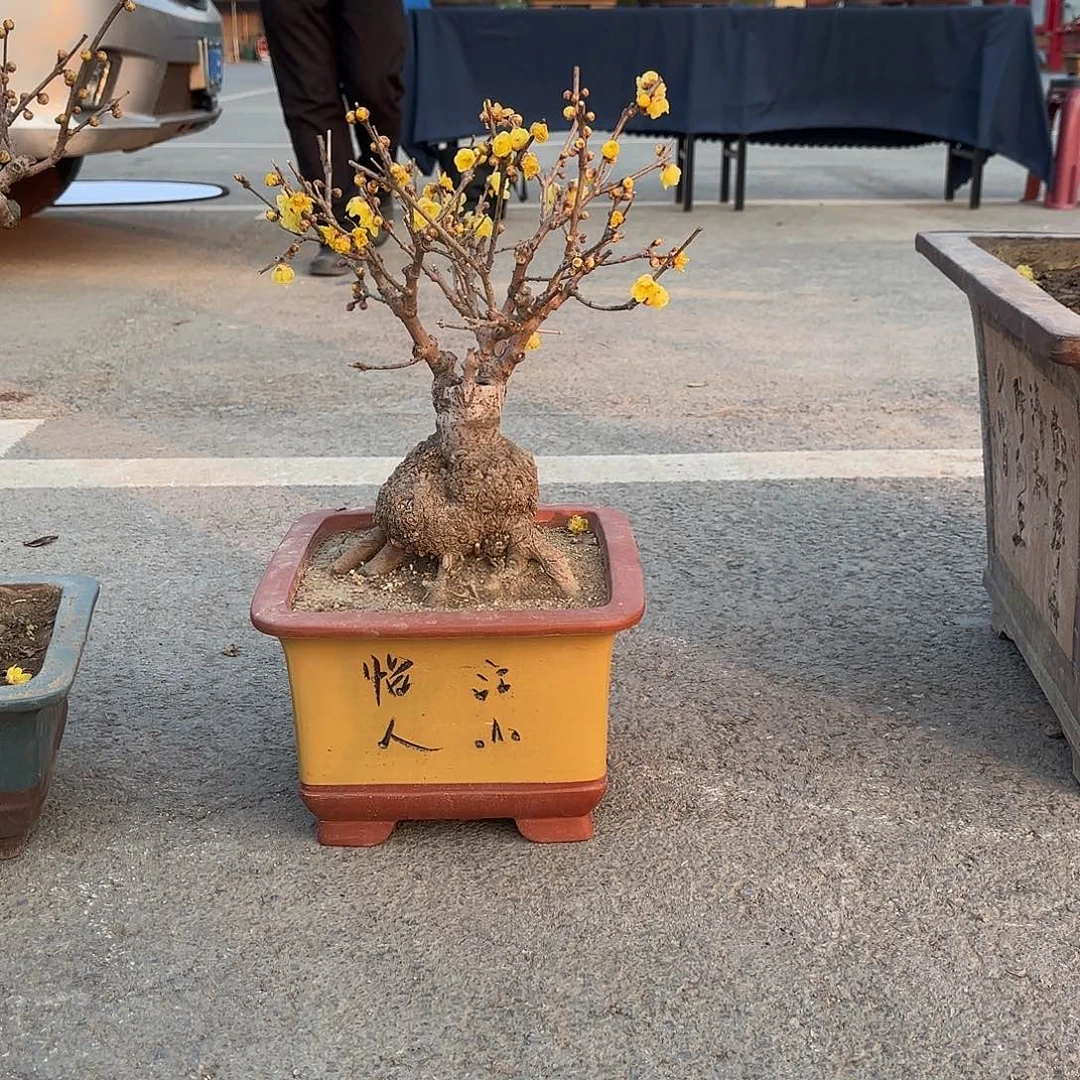 无花朵腊梅盆景造型盆栽花卉