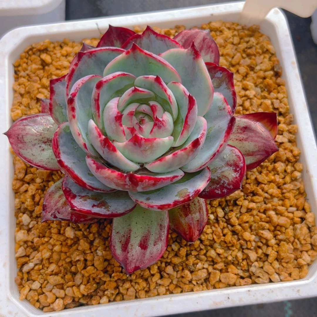 好**多惊鸿仙子一物一拍3093号