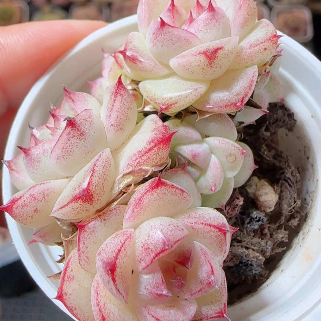 花语多肉1230-10魔仙堡子散