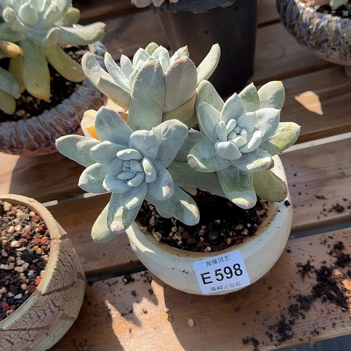 妖*拇指多肉植物