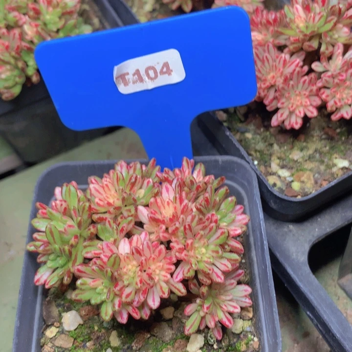 t104小人祭脱土发