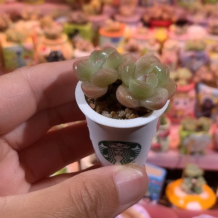 冰透糖心冰玉带盆发货
