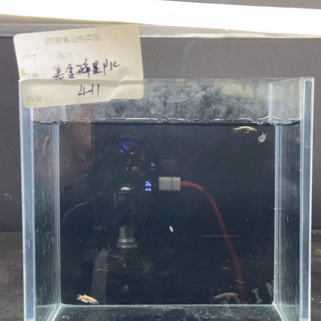 斗鱼包活不包损所见即所得066