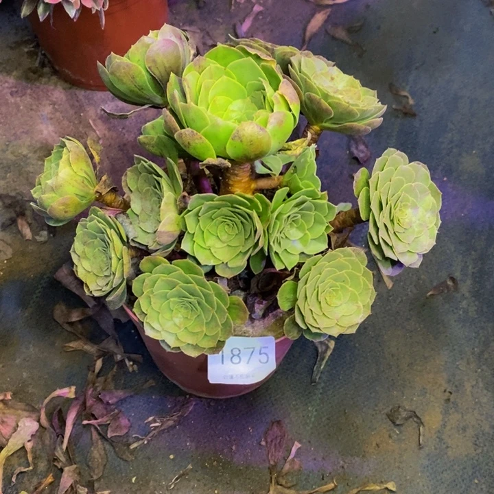 万圣节多肉断头不包1875