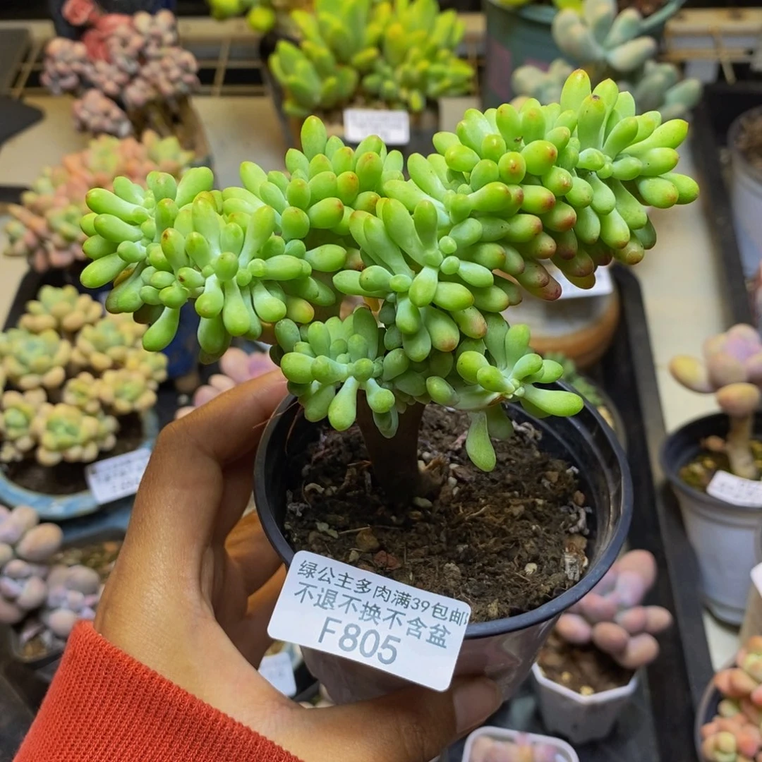 805乙女心缀多肉10cm