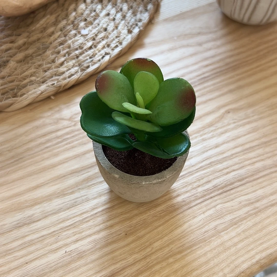 抖音直播间多肉盆栽