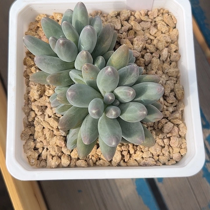 鱼****欧若拉自然群1111111