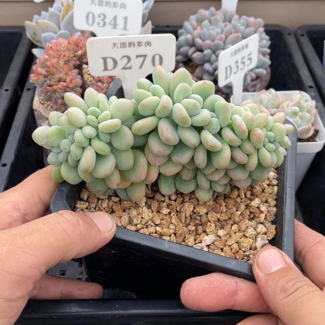 270洛神不带盆13厘米