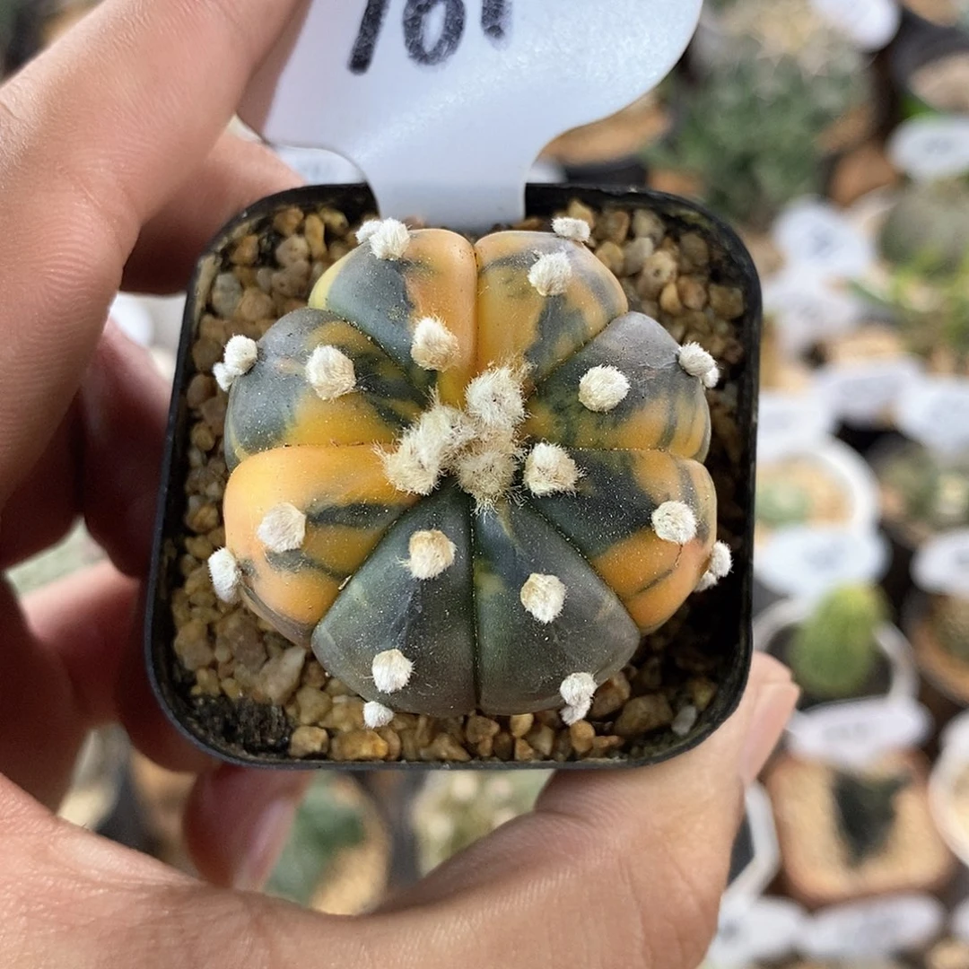 实生琉璃兜锦161号      