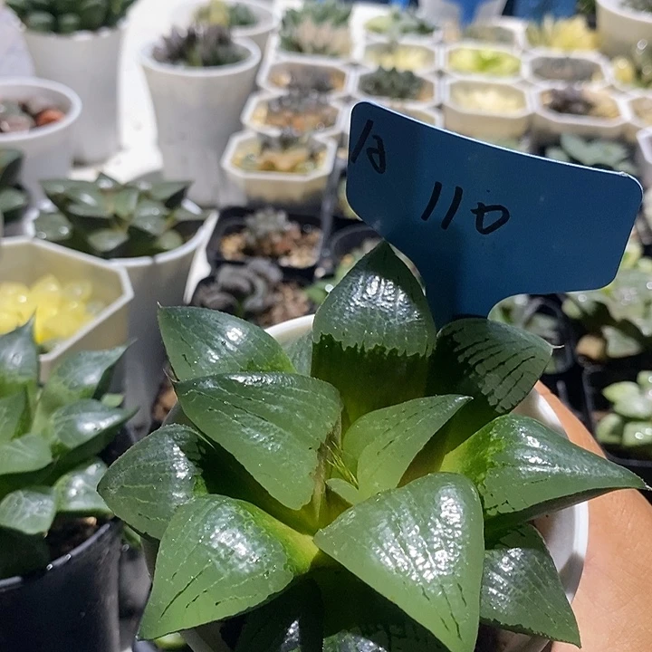 110大阿寒湖好可爱好