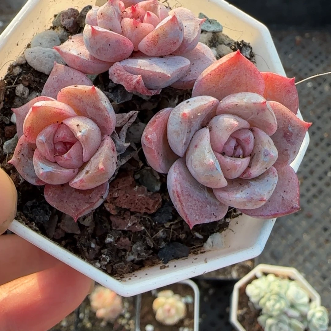 小卡拉米糖心一物一拍