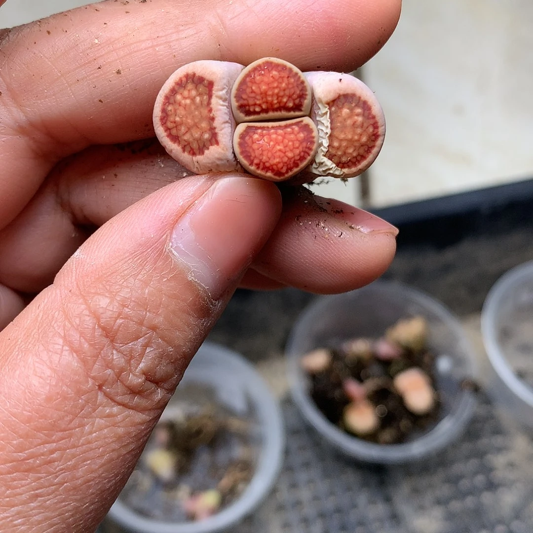 X77多肉植物保护研究所