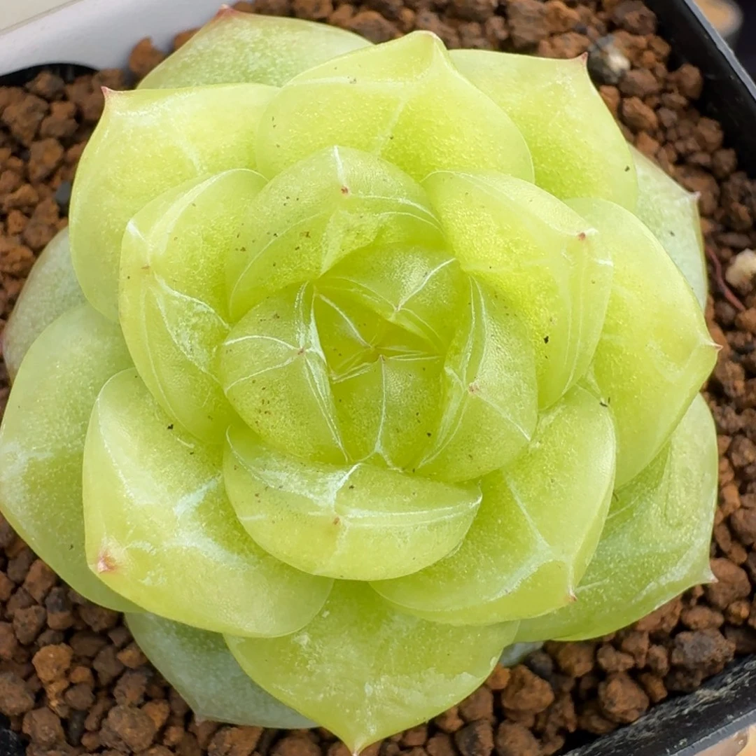 0601-20-3013单头一颗