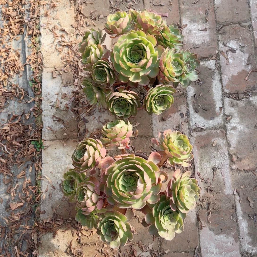 无花朵万圣节大号