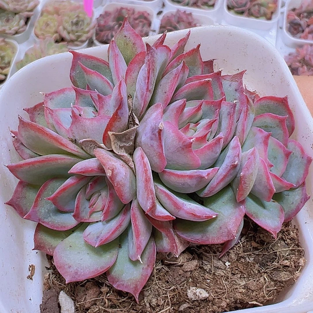 侧影群19包邮多肉植物