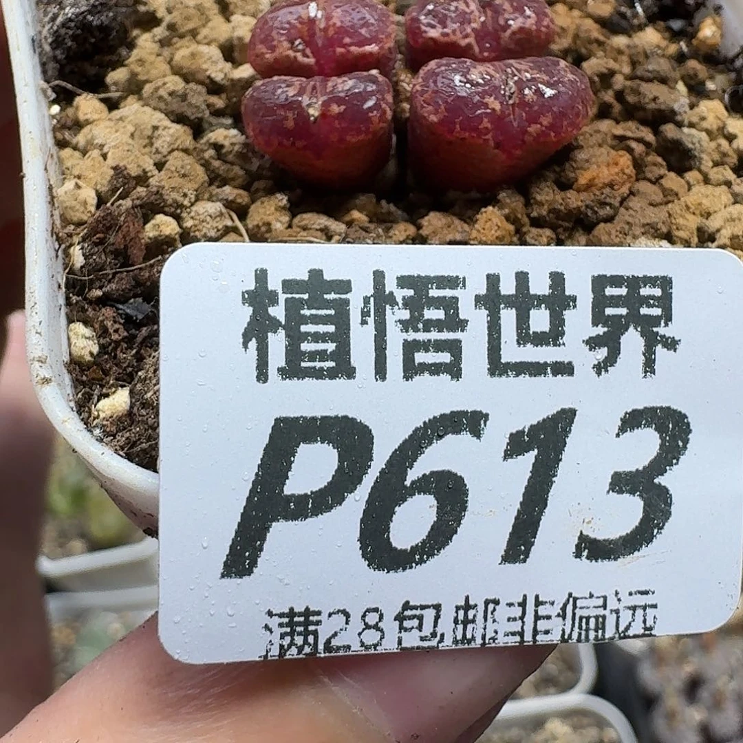 多肉植物的人生gbjn