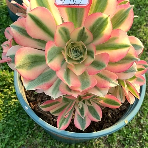 爱**房3763女巫多肉植物