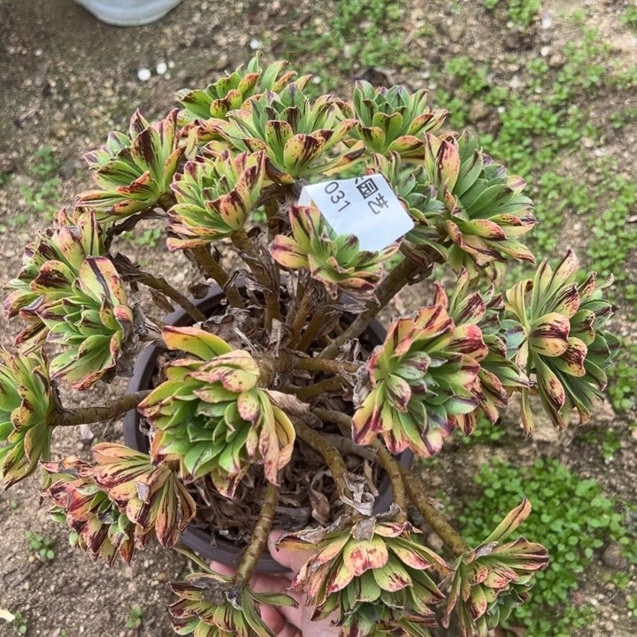 碧火多肉植物法师031