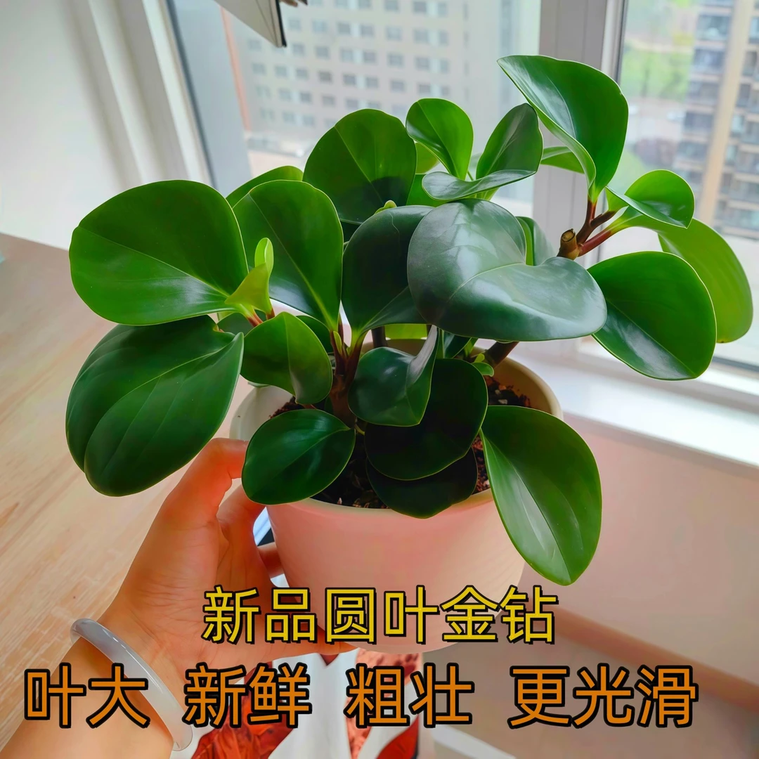 【新品圆叶金钻】办公室客厅吸甲醛盆栽室内绿植可水培土培四季常青