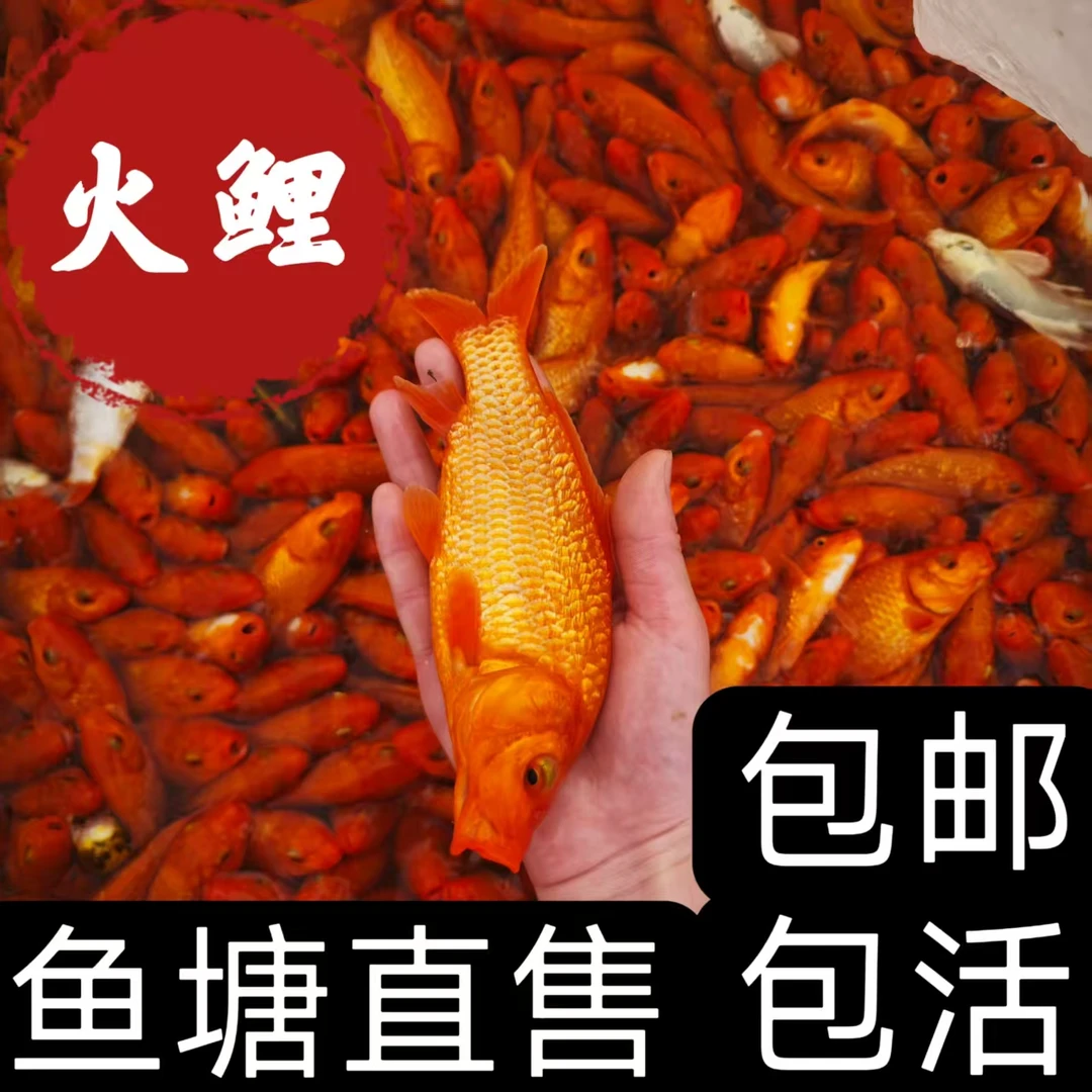 顺丰纯种日本进口锦鲤火鲤纯红银鳞红鲤鱼观赏鱼小型淡水好养鱼苗