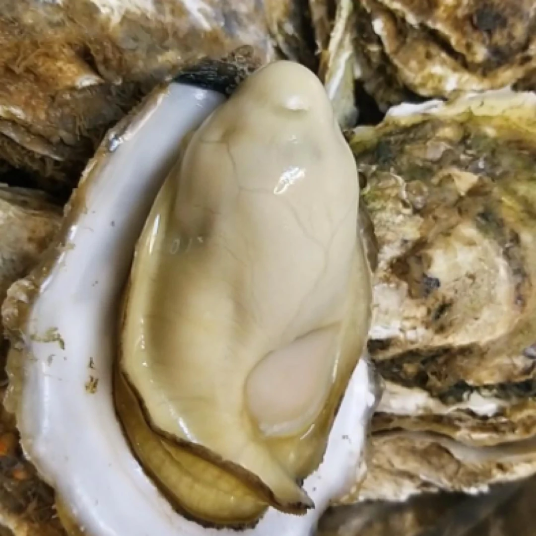 鳌山海蛎子大号10斤,约50-60个(鲜活运输,过程中有10%的吐水损耗)