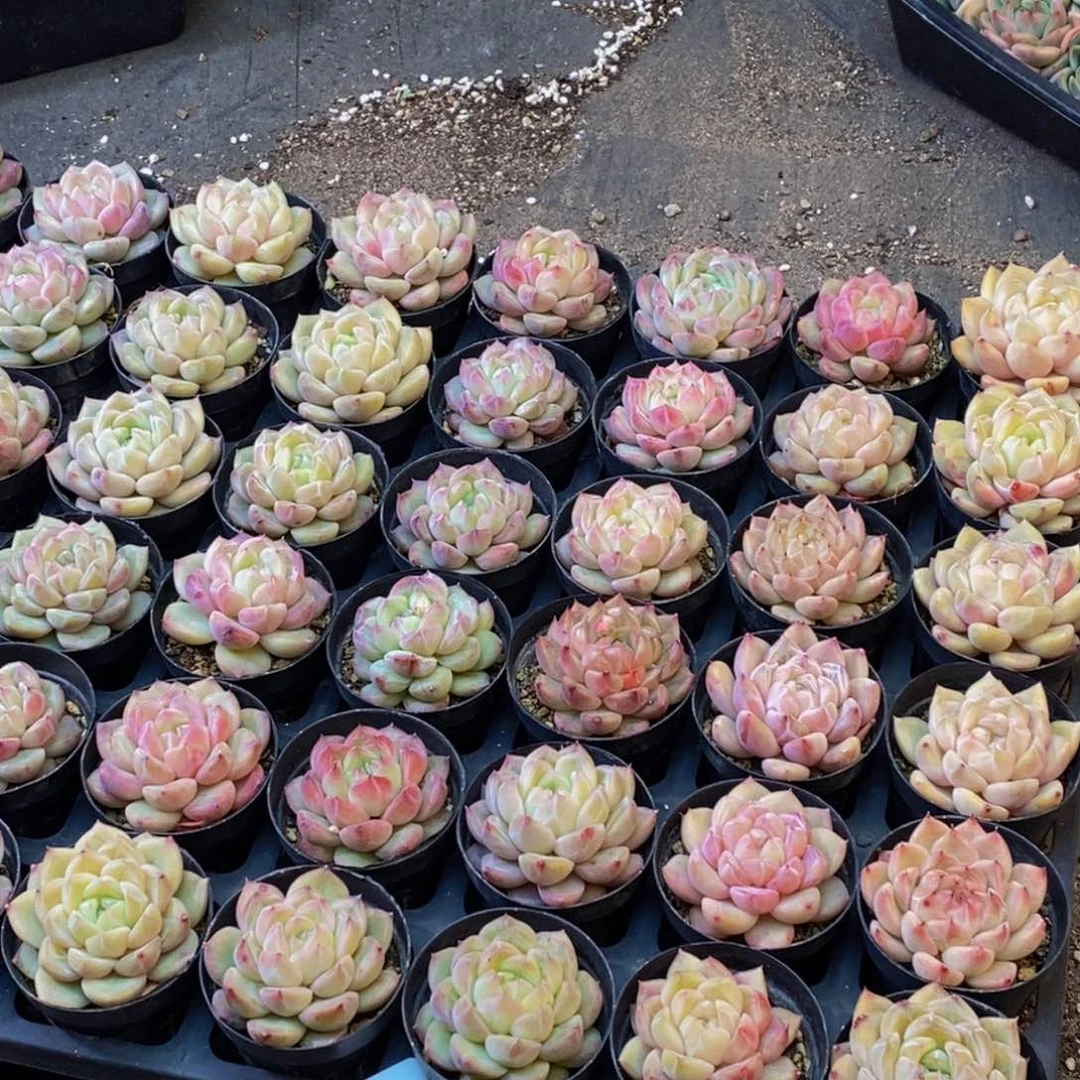 367多肉植物保护研究所量拍6颗