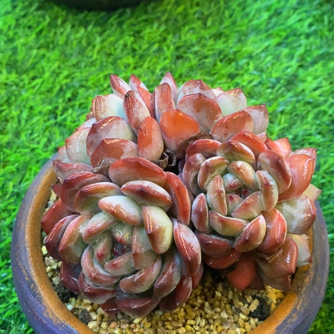 自然群全明星，1234567894