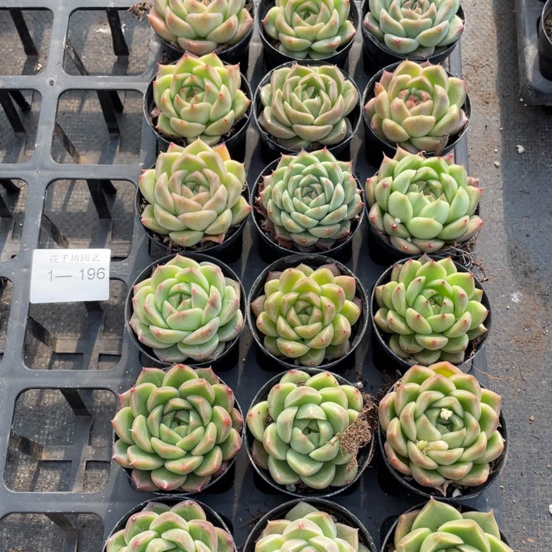 一物一拍18颗1-196