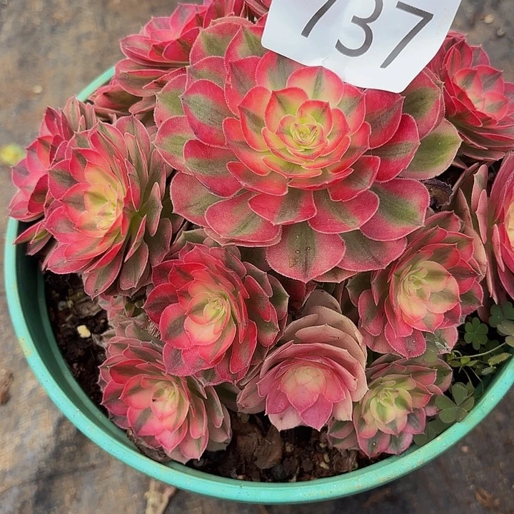 多肉植物福利737个