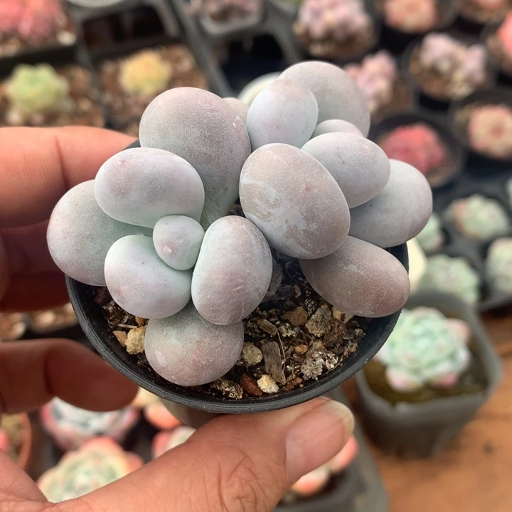 奶洛多肉一物一拍