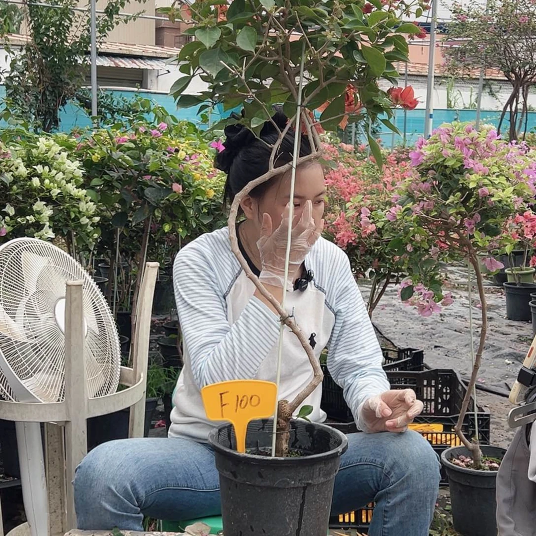 C***e大部分花苞少量开放F100佩德罗