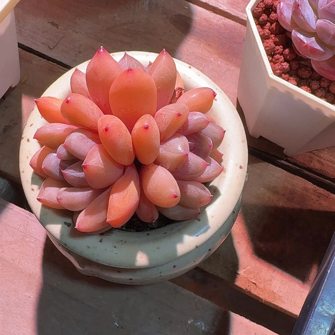 小浣熊多肉多肉多肉