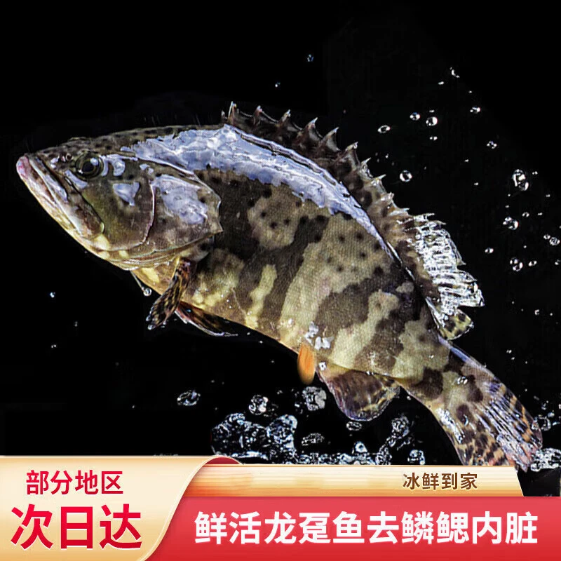 冰鲜三去龙趸石斑鱼 龙胆鱼去鳞去腮去内脏