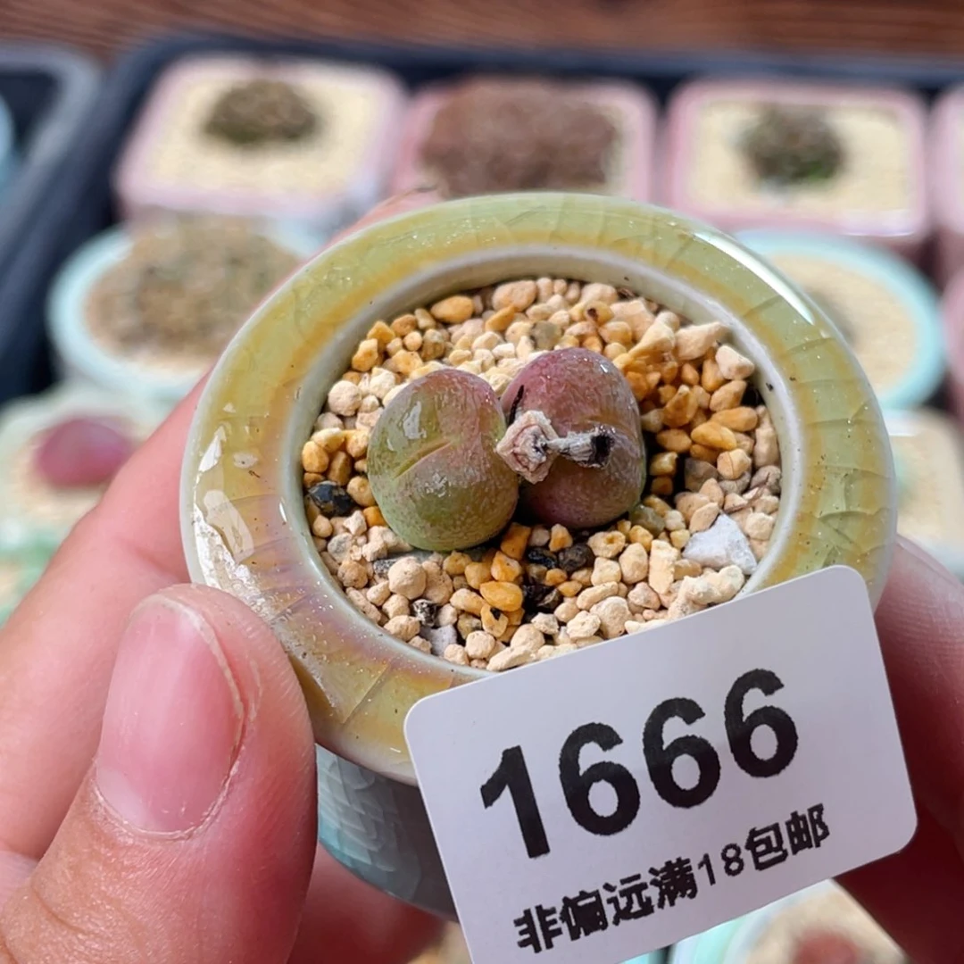 无花朵1666-一物一拍 带盆