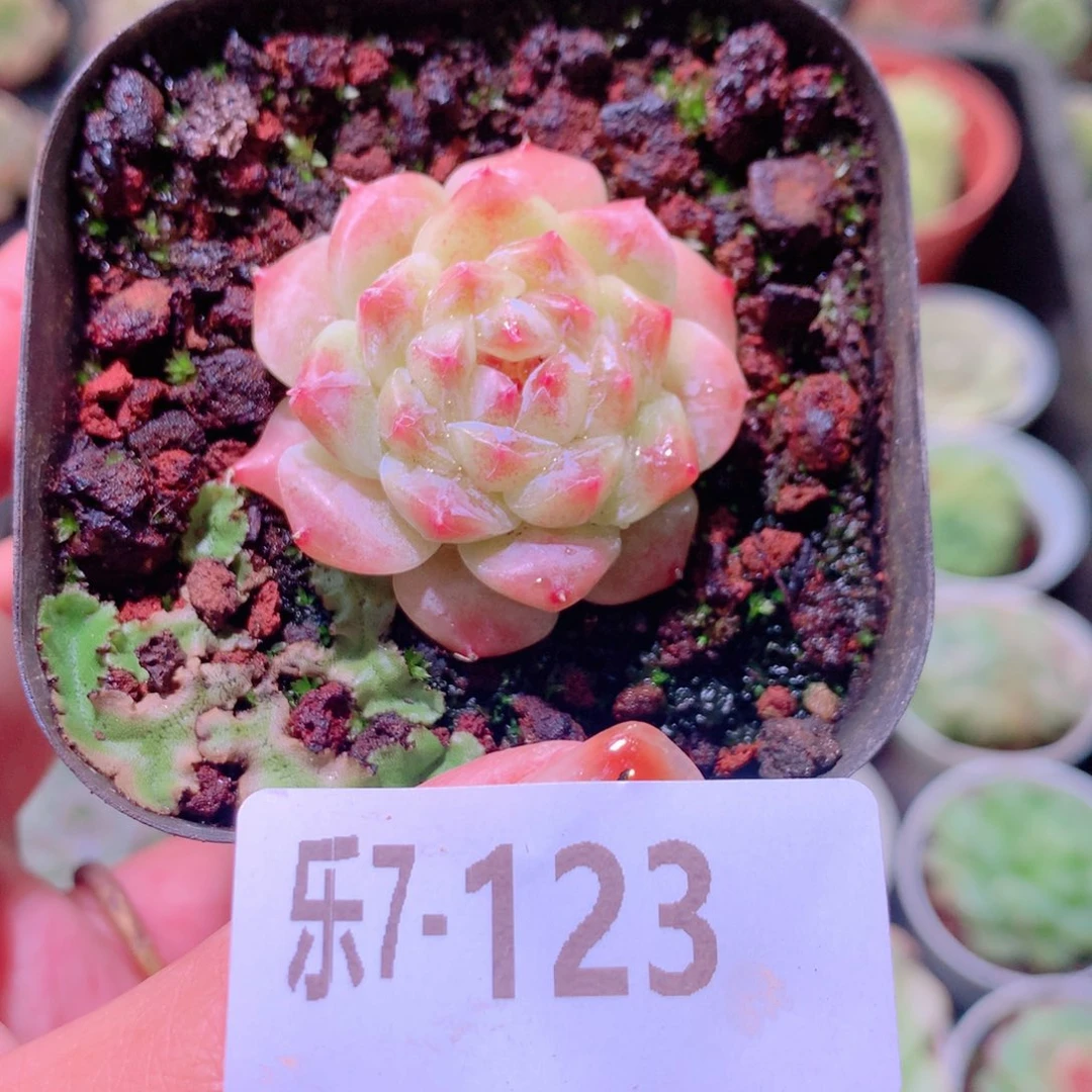 乐然7-123 秘境冰魄