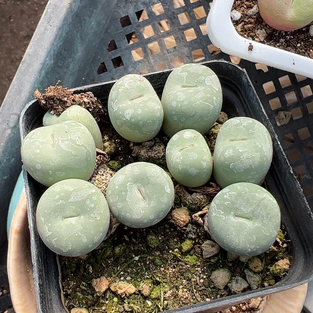 带盆发大型红嘴………………………