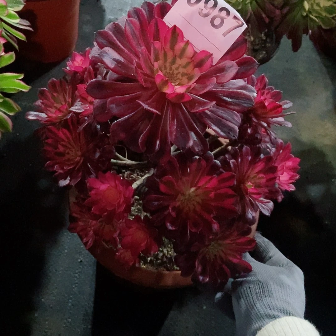 红陶0987黑铜白多肉333