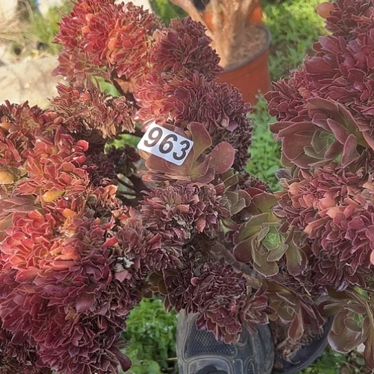 扶*多肉植物一个有伤