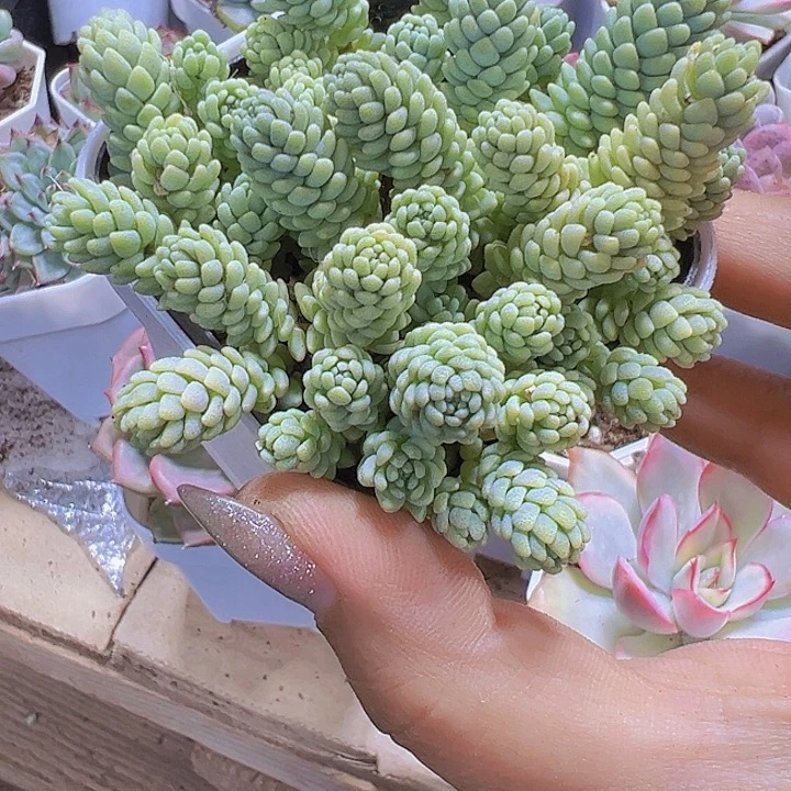 姬星美人19包邮多肉植物