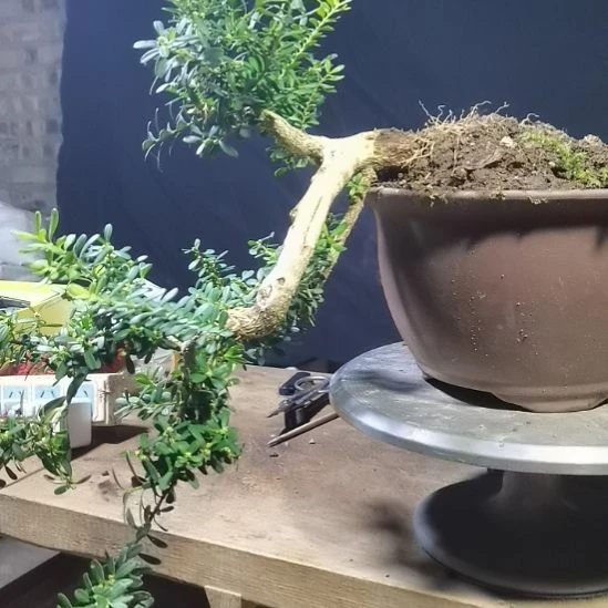 无花朵贵州水黄杨