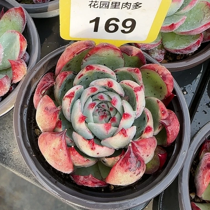 169 惊鸿仙子多肉植物6-9cm