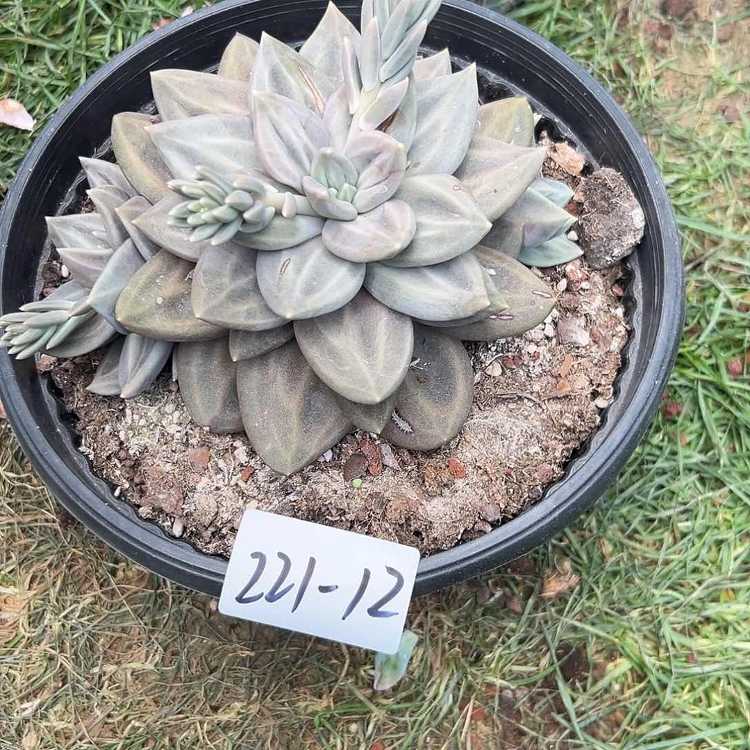 熊****茶221-12惜春多肉发货